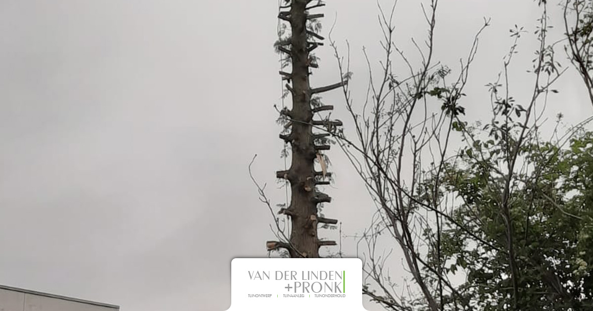 Verwijderen boom in Oud Bijerland