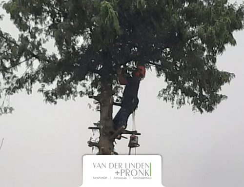 Verwijderen boom in Oud Bijerland