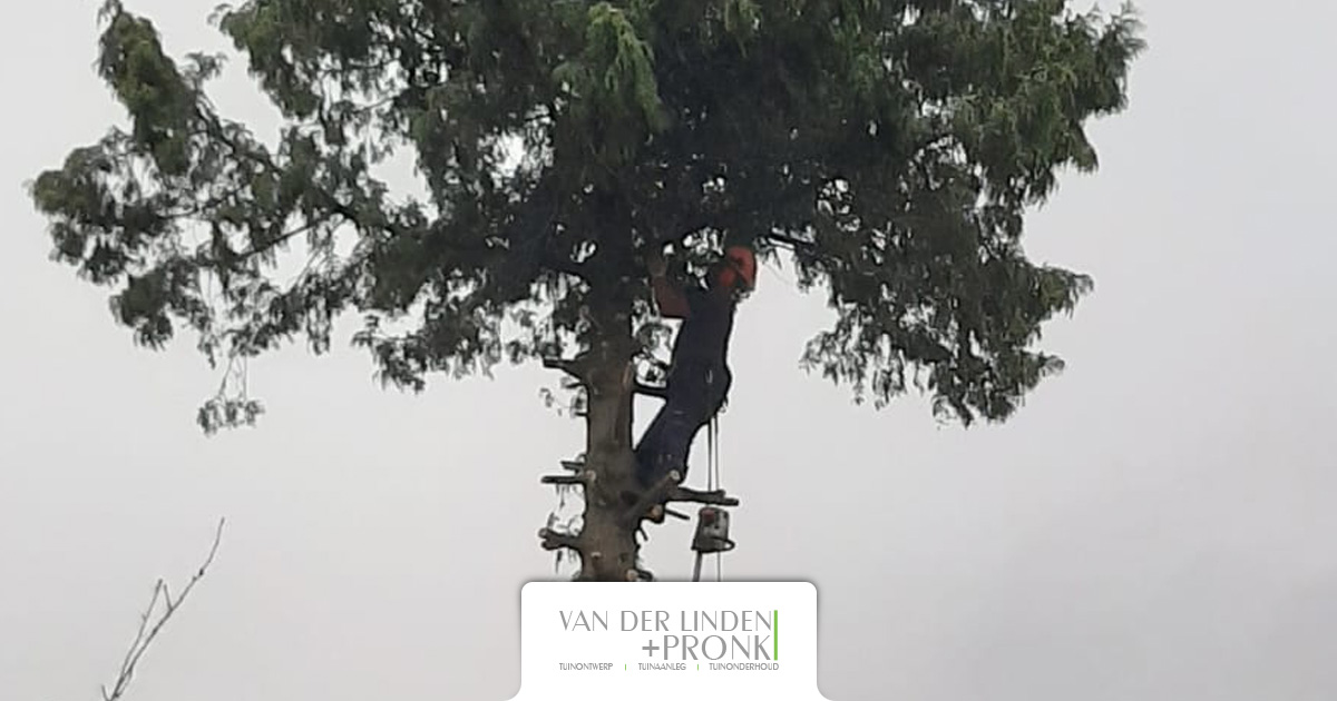 Verwijderen boom in Oud Bijerland