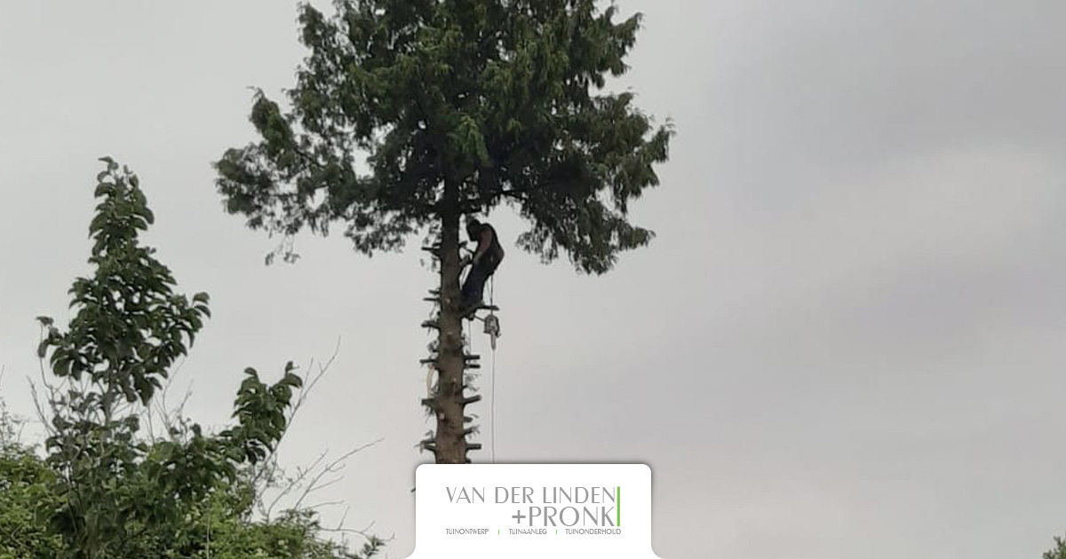 Verwijderen boom in Oud Bijerland
